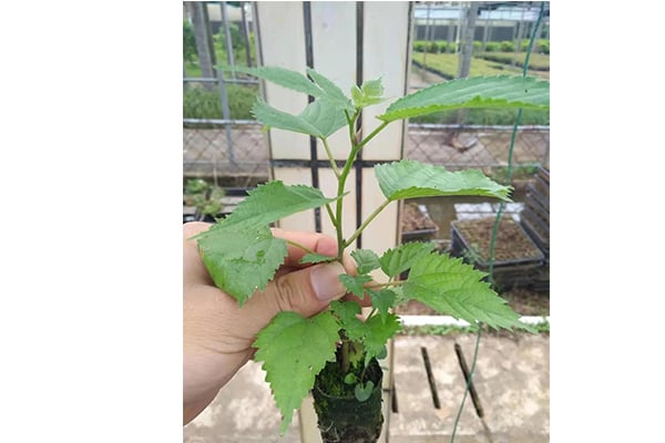 免费看片网站91