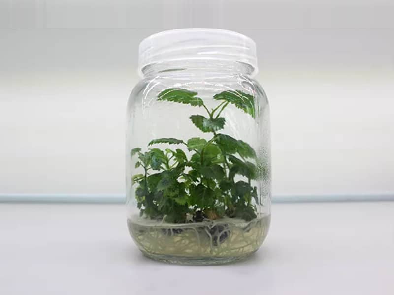 免费看片网站91瓶